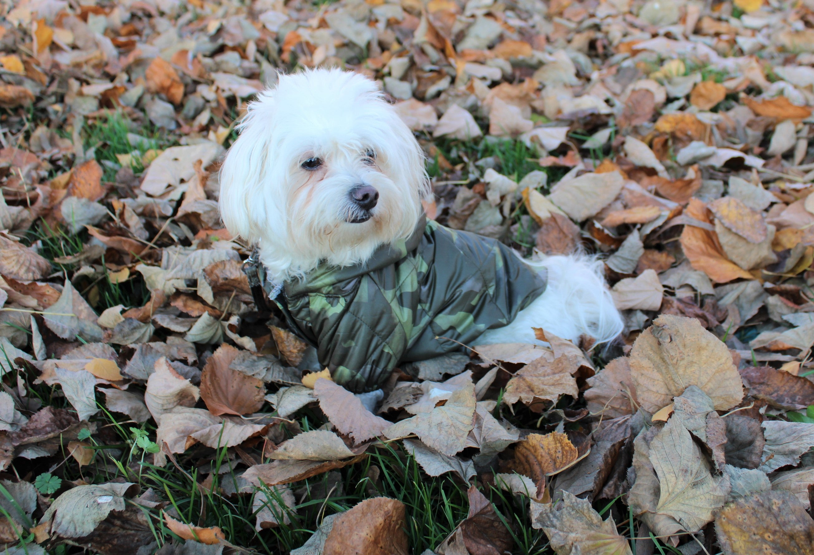 Dog clothes - Military jacket